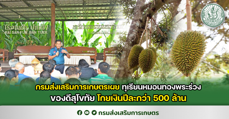 กรมส่งเสริมการเกษตรเผยทุเรียนหมอนพระร่วงของดีสุโขทัยโกยเงินปีละกว่า 500