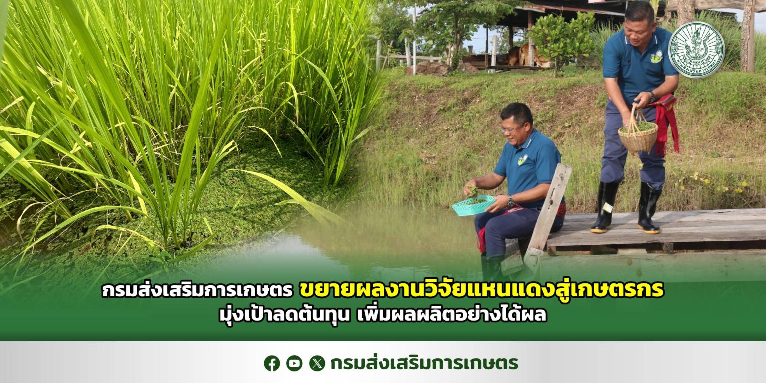 กรมส่งเสริมการเกษตร ขยายผลงานวิจัยแหนแดงสู่เกษตรกร มุ่งเป้าลดต้นทุน